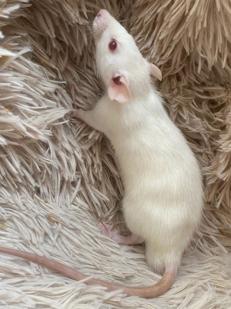 Ratinhos Twister  - Foto 3