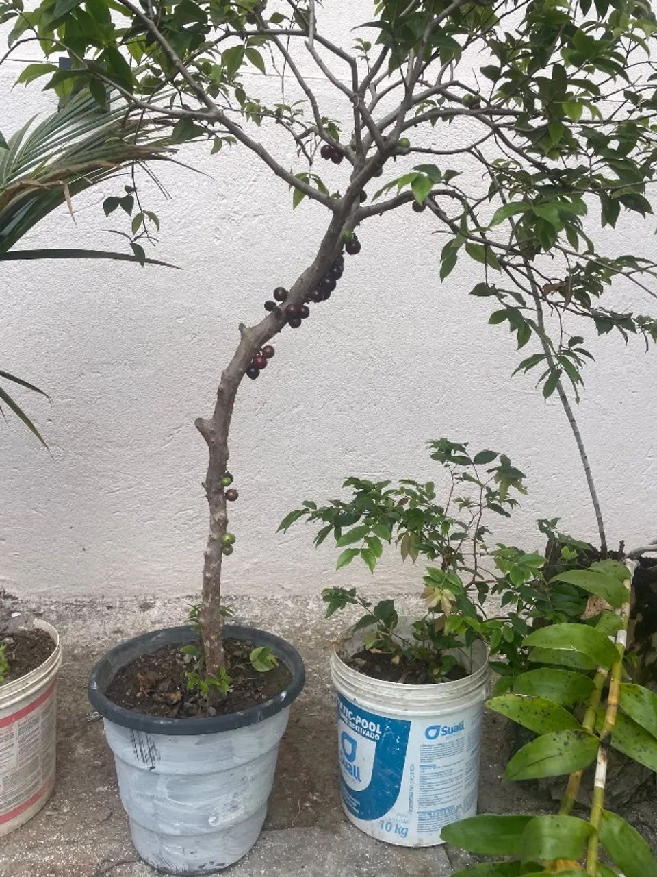 pe de jabuticaba 