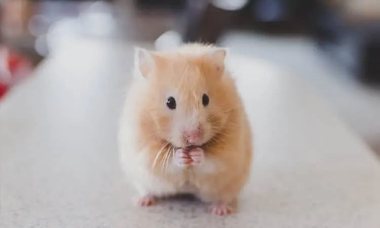 Hamister  - Foto 4