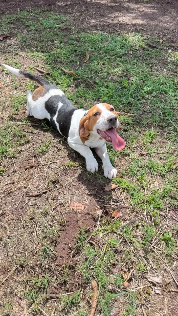 Beagle macho  - Foto 4
