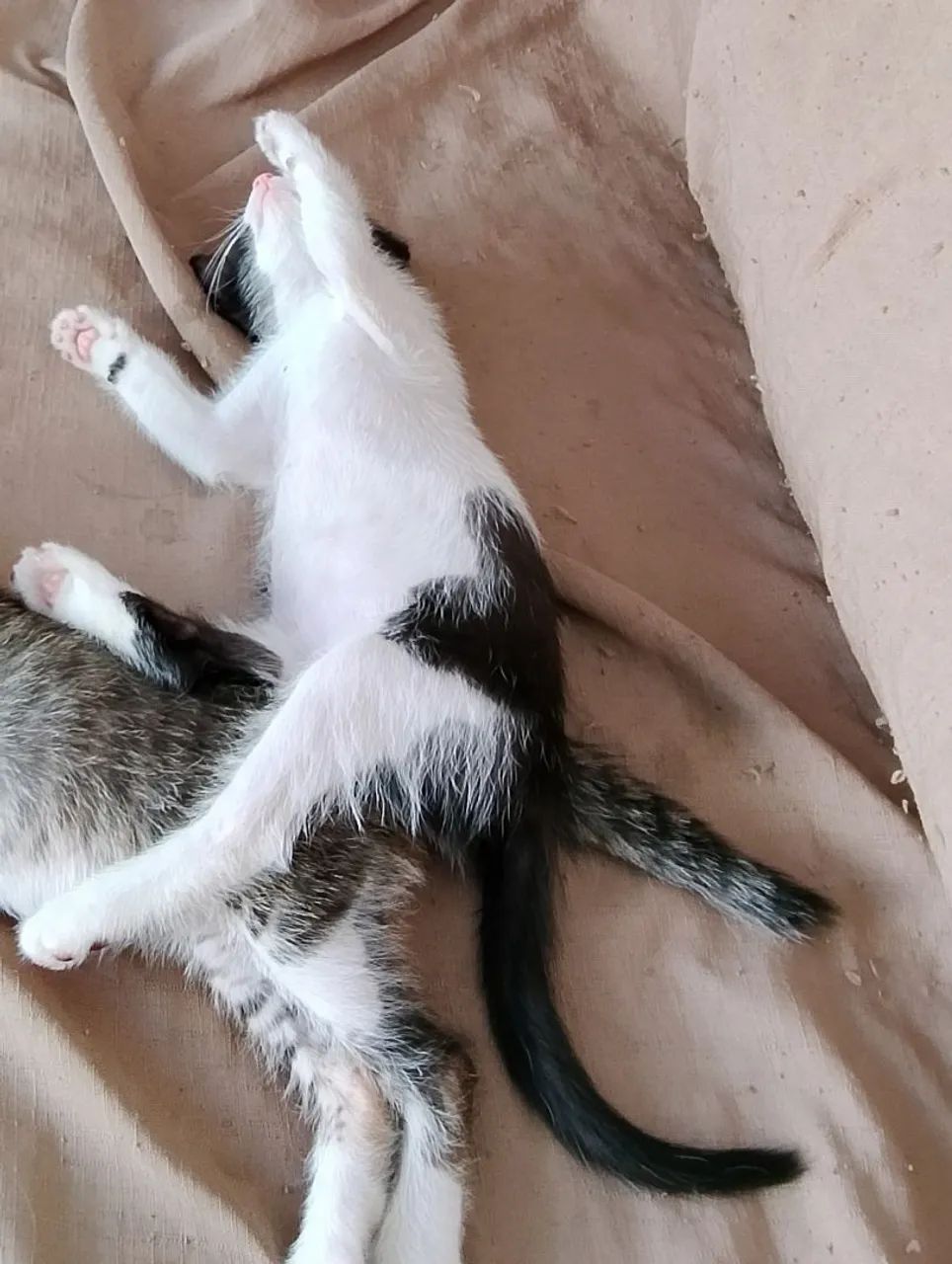 Gatos para adoção  - Foto 3