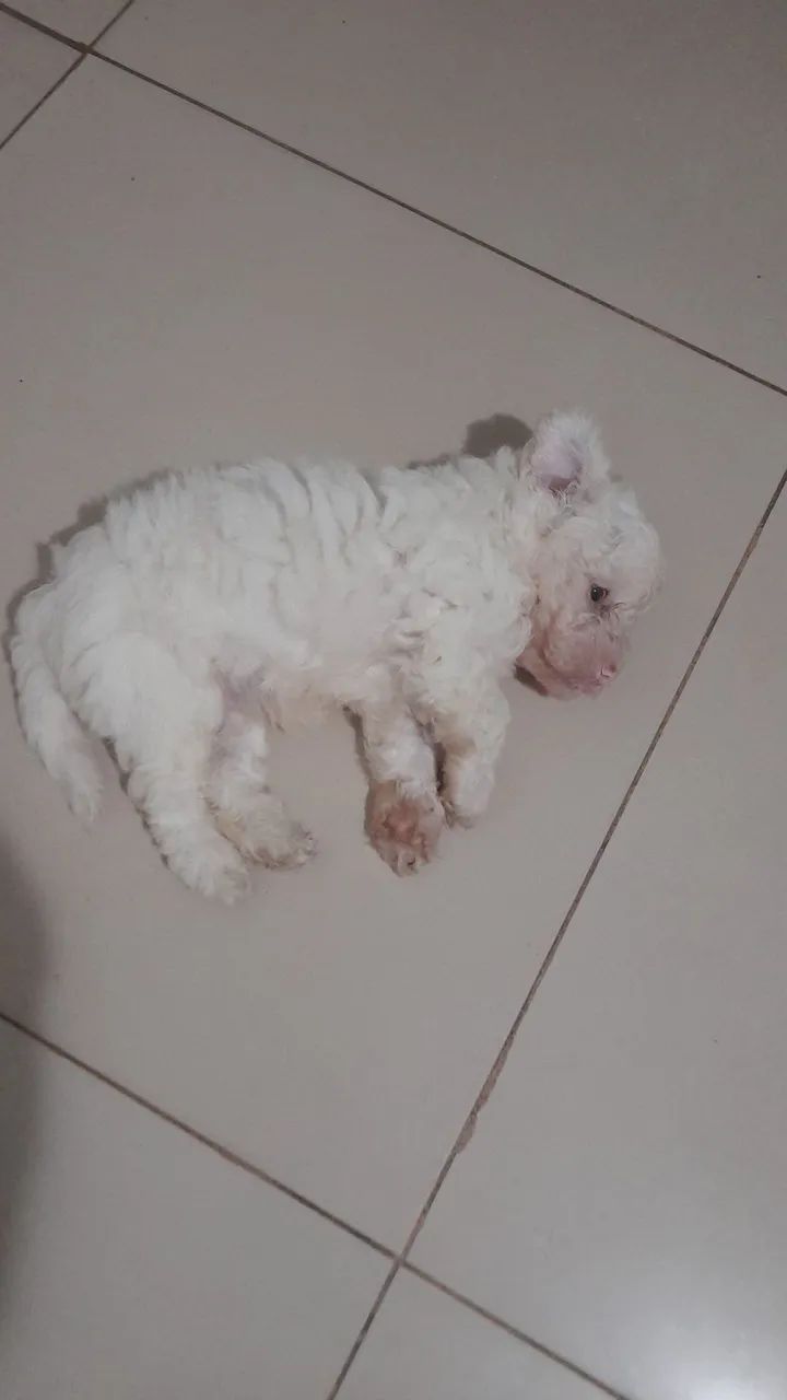 Poodle n1 - Foto 2