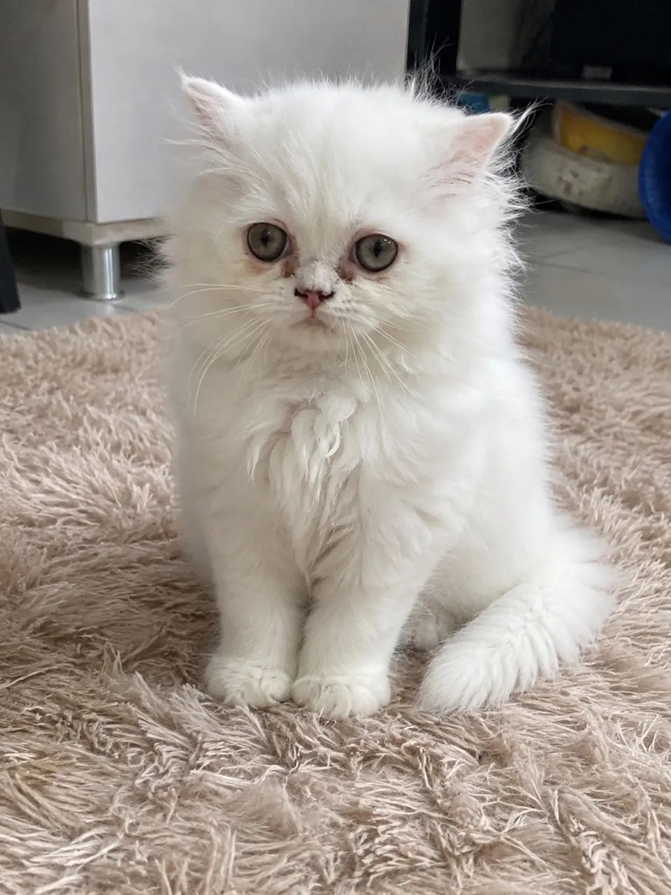 Gato persa ? 