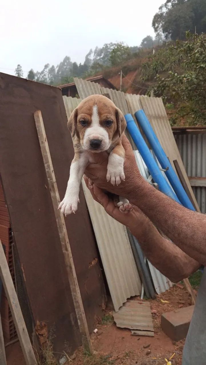 Cachorro - Foto 3