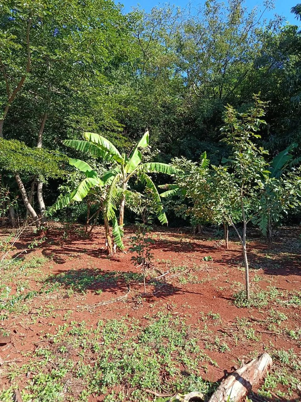 Terreno Rural 2.500 m² para Chácara - Marialva/PR<br> - Foto 3