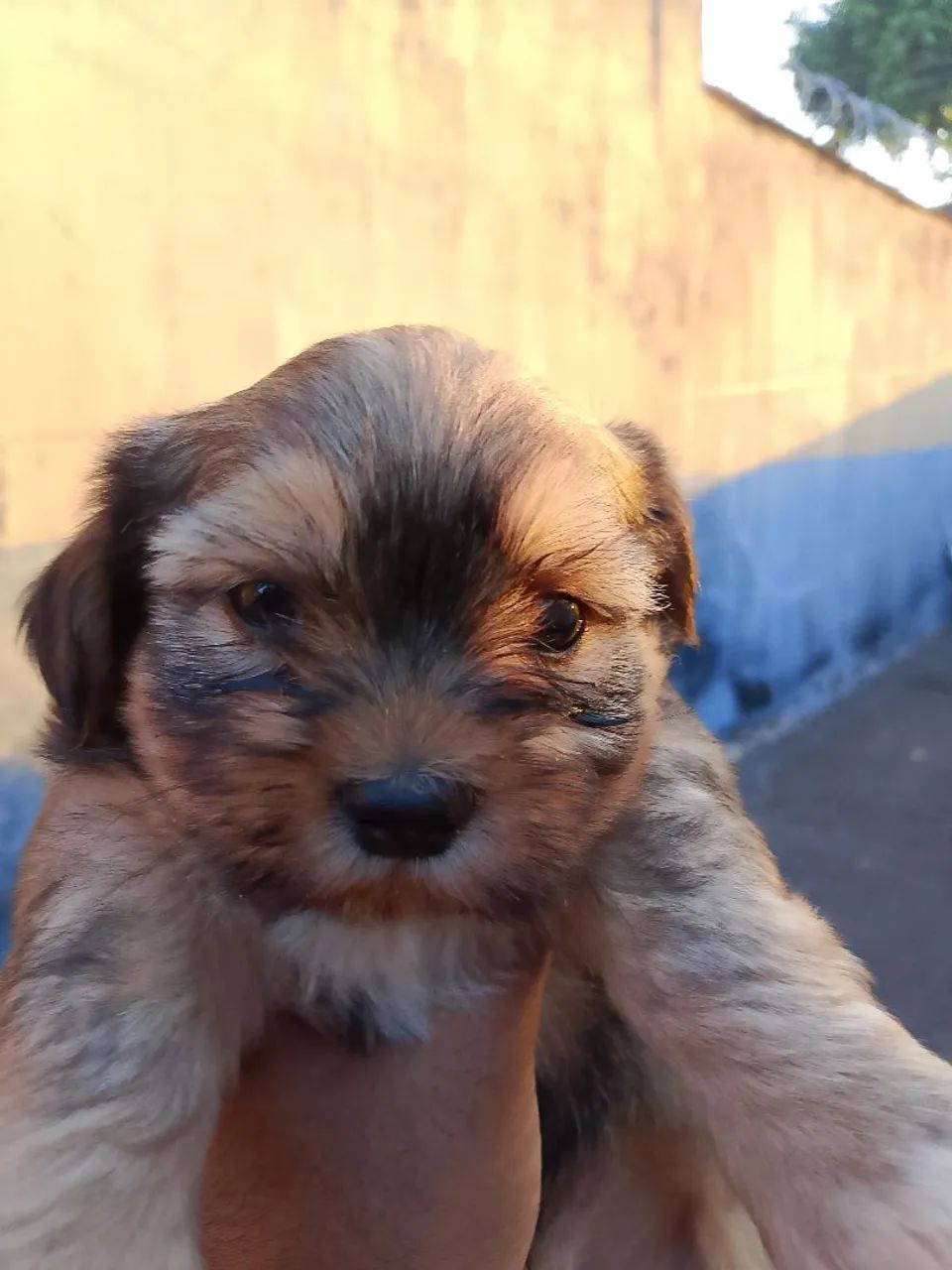 Cachorro  - Foto 4