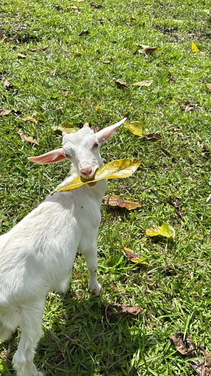 Cabritas de raça leiteira  - Foto 2