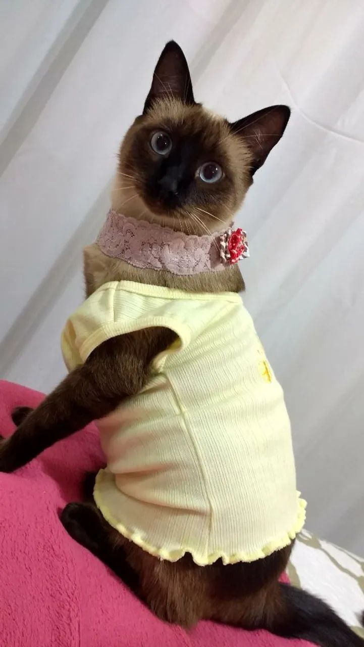 Doa se cachorro e gato urgente  - Foto 3