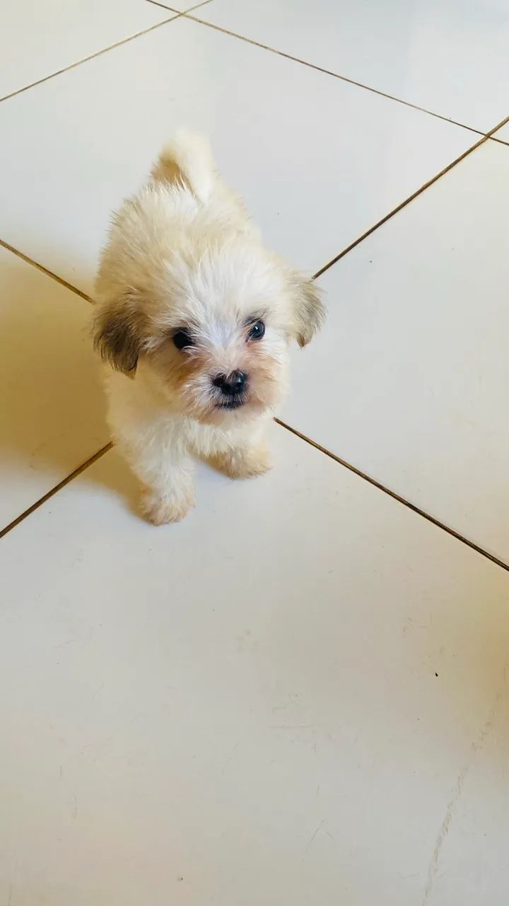 Lhasa Apso