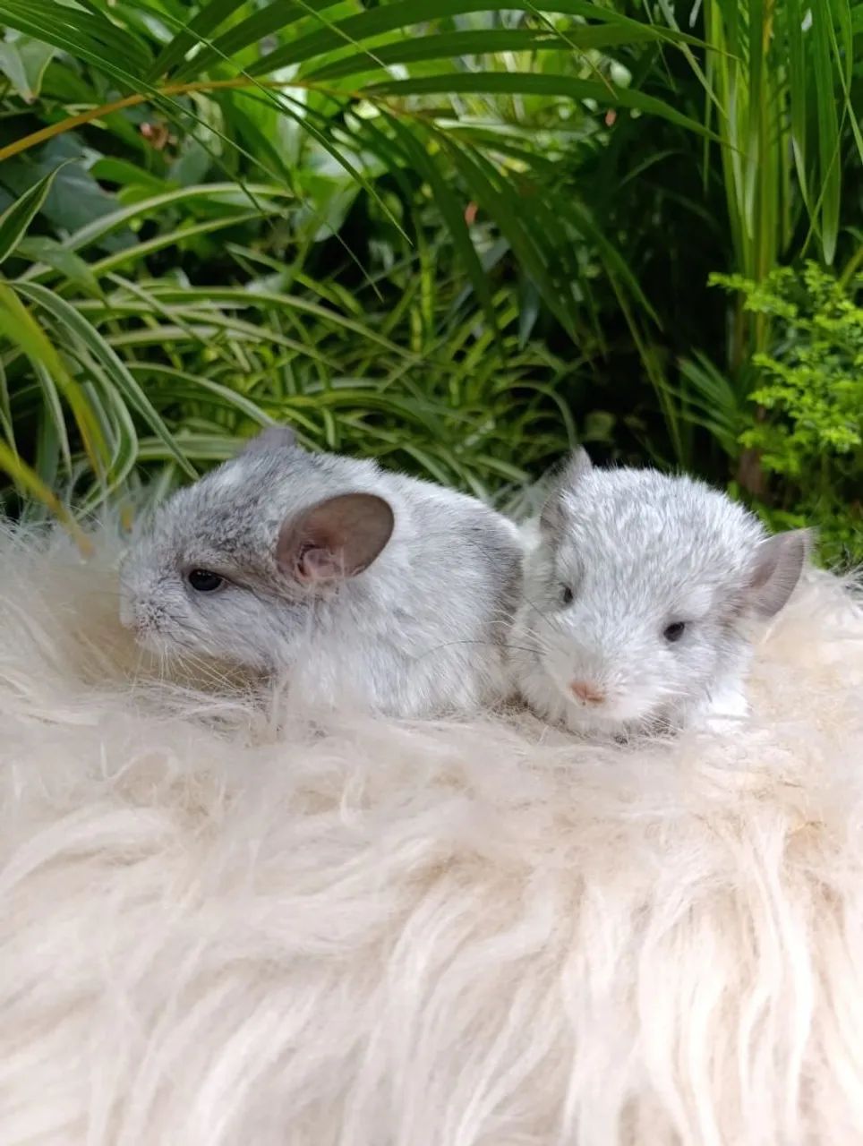 Chinchila - Foto 4