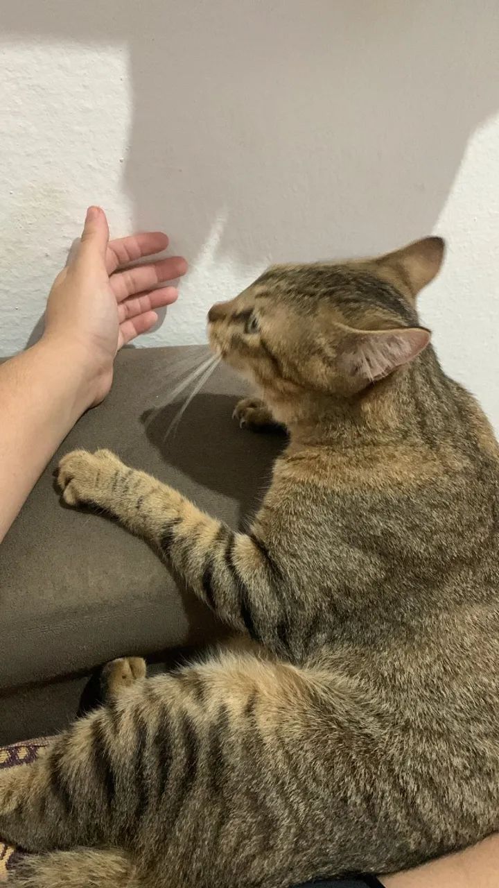 Adoção responsável  - Foto 3