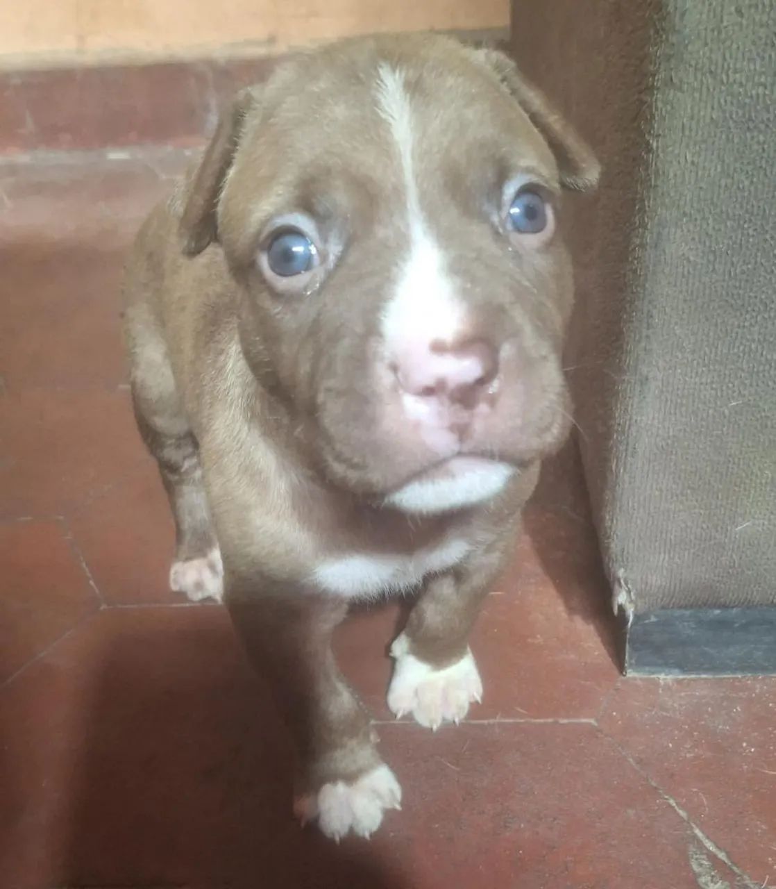 Filhotes pitbull  - Foto 4
