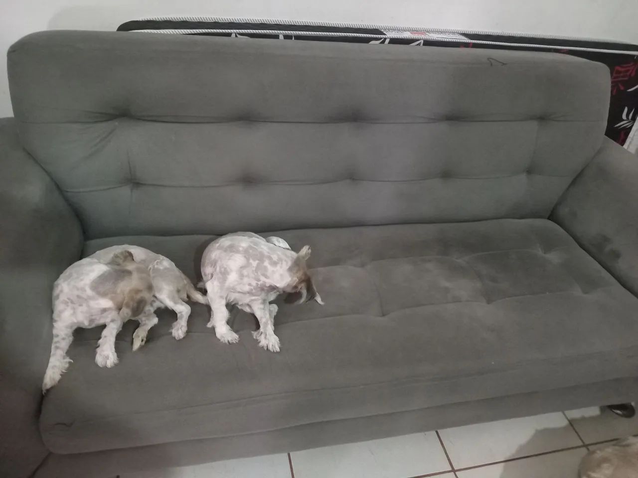 Sofa 2 e 3 lugares usado bom zap * - Foto 2