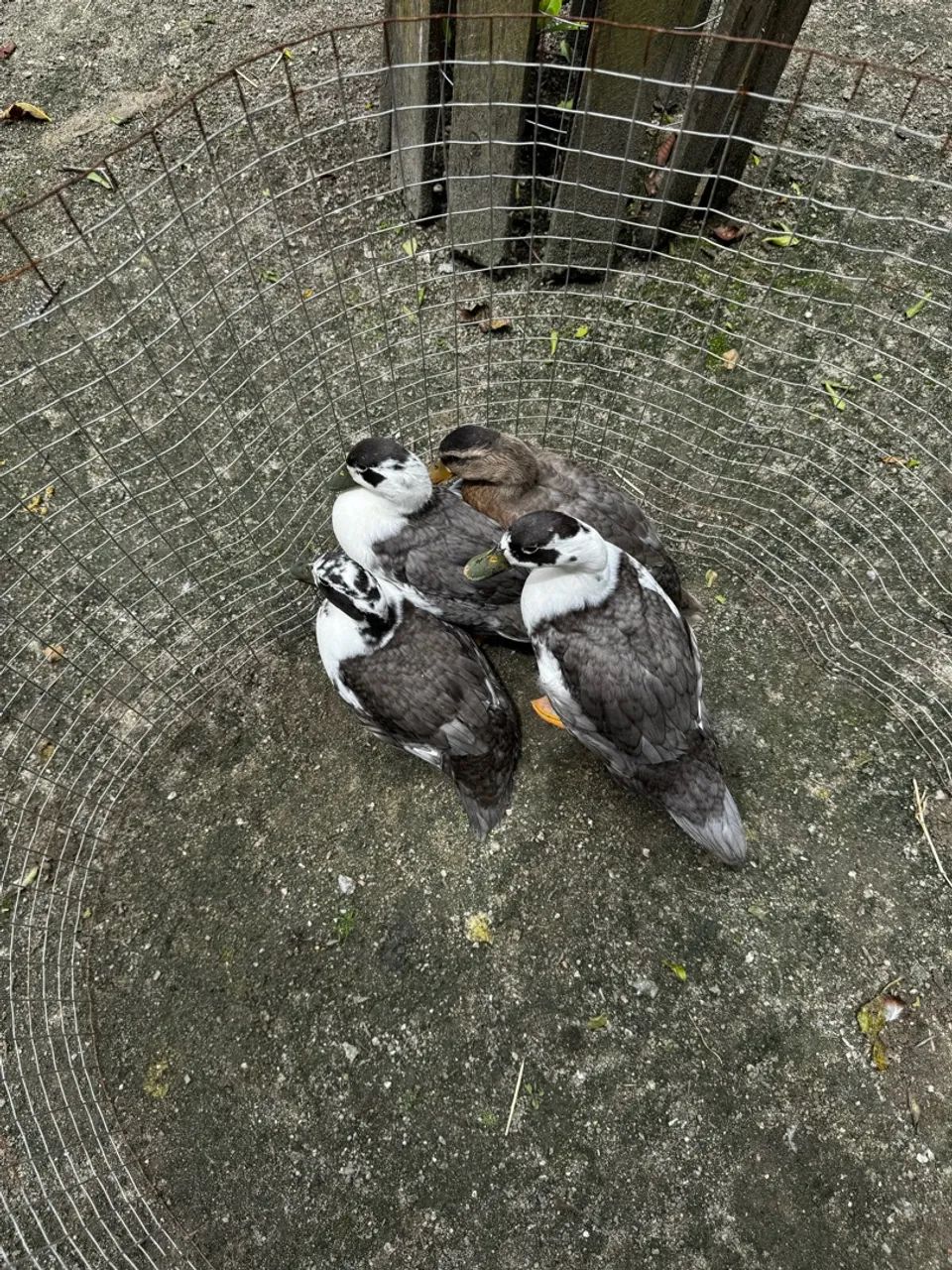 Casal de mini marrequinho cinza  - Foto 3