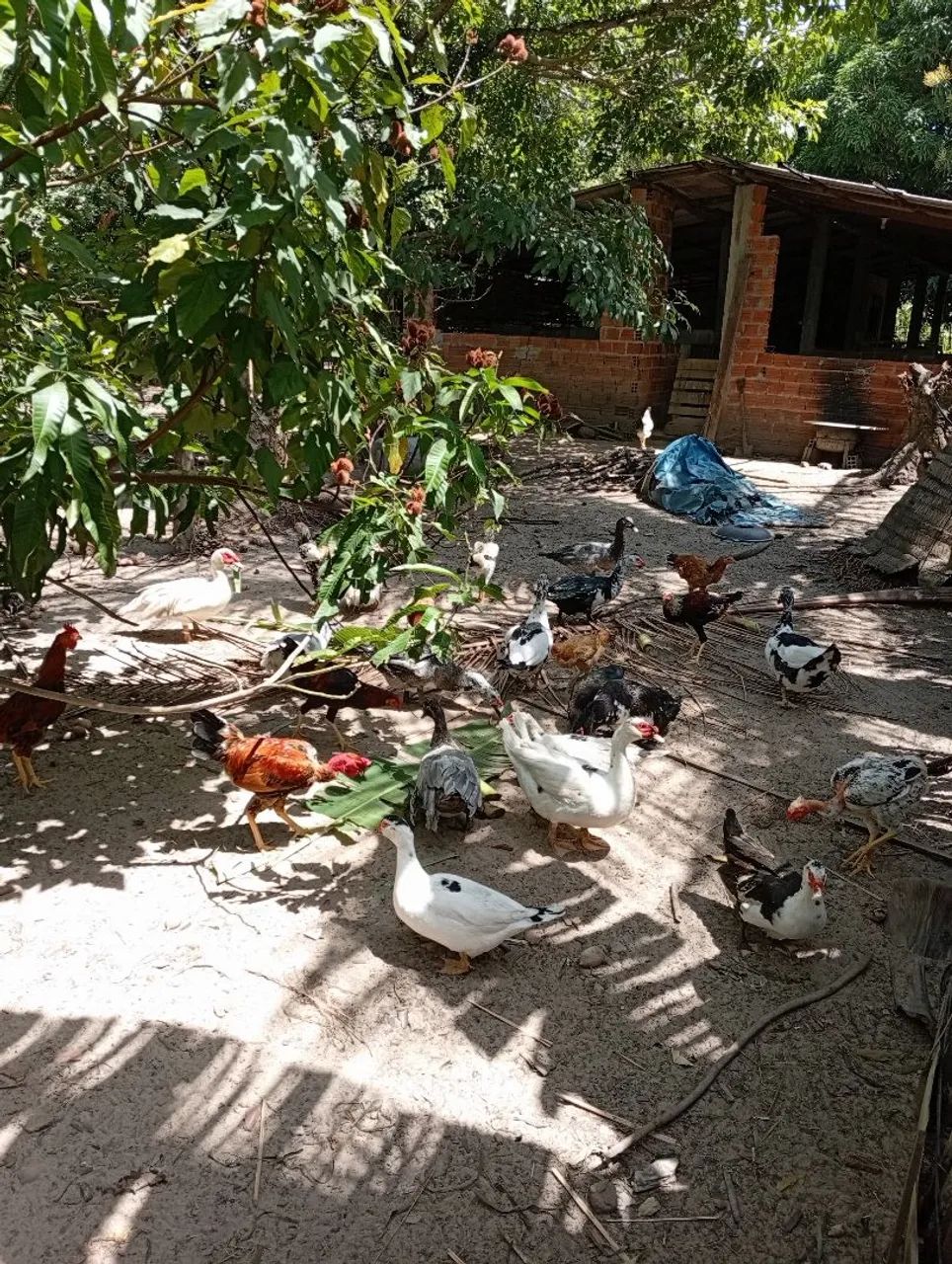 Venda de Patos  - Foto 4