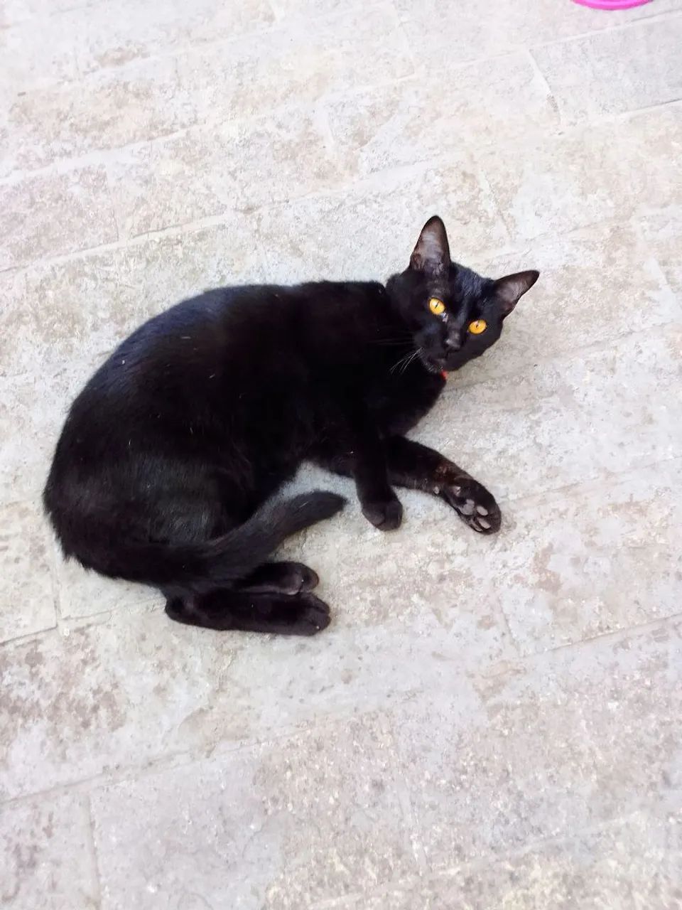 Doação gato macho chama no zap - Foto 4