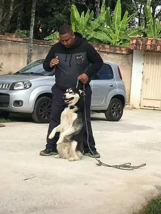 Adestramento de cães 