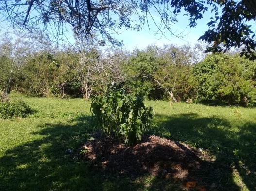 Terreno à venda em Aberta dos morros, Porto alegre cod:TE00014 - Foto 5