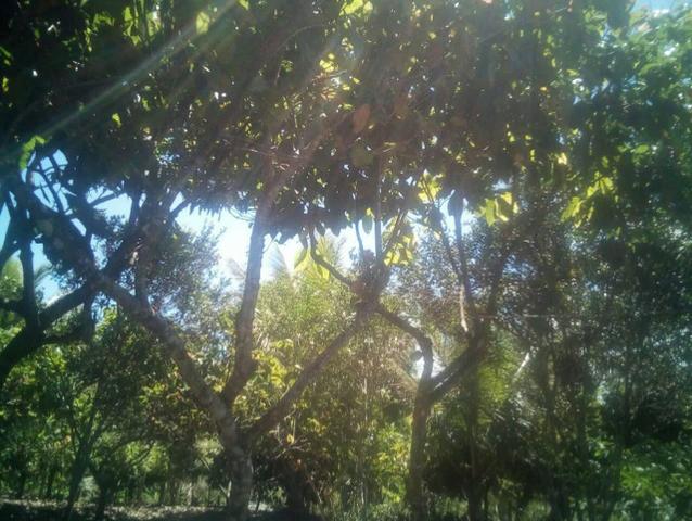 Sitio Ouro achado - Foto 5