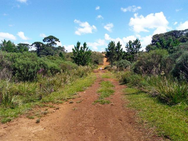 Fazenda de 71.5 Alqueires .10 Alq de Pínus com 11 Anos .Guarapuava - PR - Foto 12