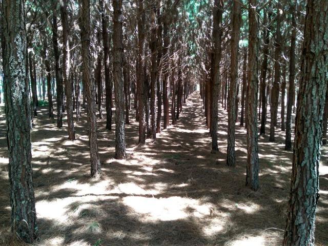 Fazenda de 71.5 Alqueires .10 Alq de Pínus com 11 Anos .Guarapuava - PR - Foto 2
