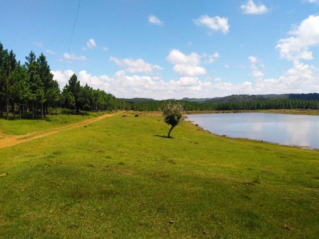 Fazenda de 71.5 Alqueires .10 Alq de Pínus com 11 Anos .Guarapuava - PR - Foto 3