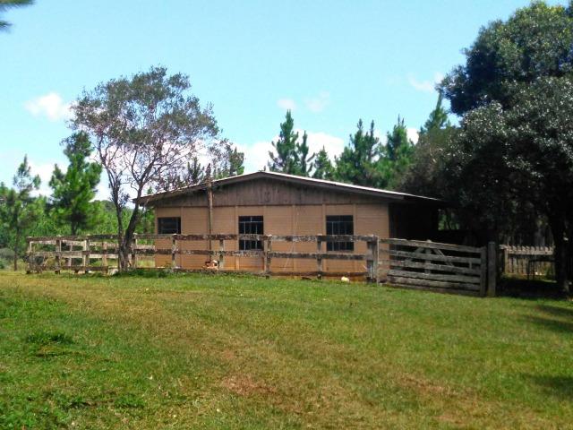 Fazenda de 71.5 Alqueires .10 Alq de Pínus com 11 Anos .Guarapuava - PR - Foto 4