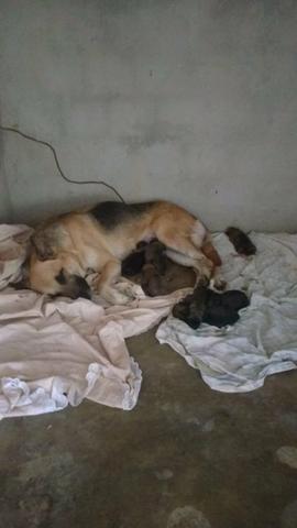 Vendo filhotes de Belga Malinoá