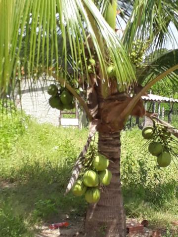 Sítio com 2 hectares - Todo irrigado e produzindo - Foto 7