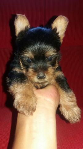 Yorkshire Terrier puro