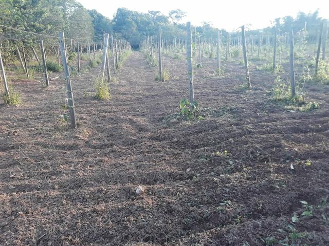 Sítio em Cachoeiras de Macacu oportunidade!! - Foto 4