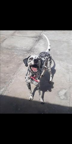 Dálmata fêmea procura namorado (PARNAÍBA)
