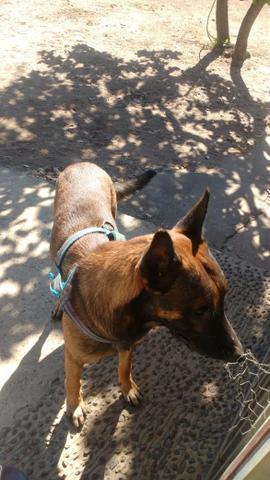 Vendo filhotes de Belga Malinoá - Foto 4