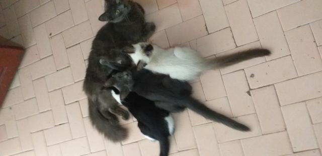 Doa-se 03 Gatinhos Urgente