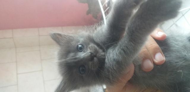 Doa-se 03 Gatinhos Urgente - Foto 3