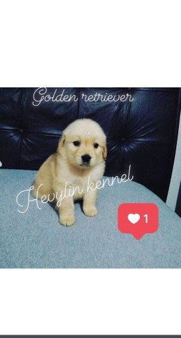 Canil De Golden Retriever Em Campinas Golden Retriever Filhotes Disponivel Femea E Machinhos Entrega Imediata Cachorros E Acessorios Centro Campinas 796582554 Olx