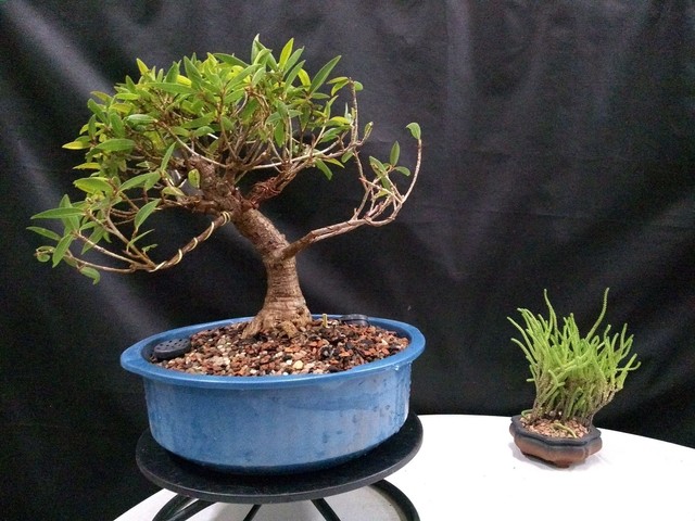 Pre bonsai ficus nerifolia 