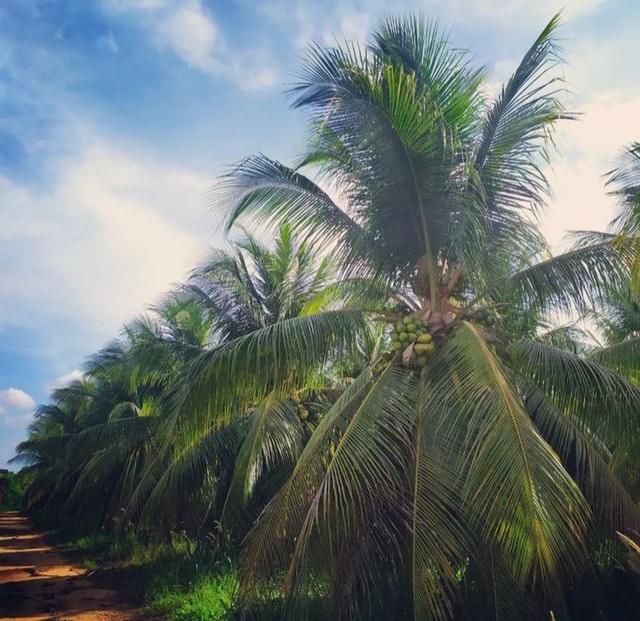 Coco verde  - Foto 6