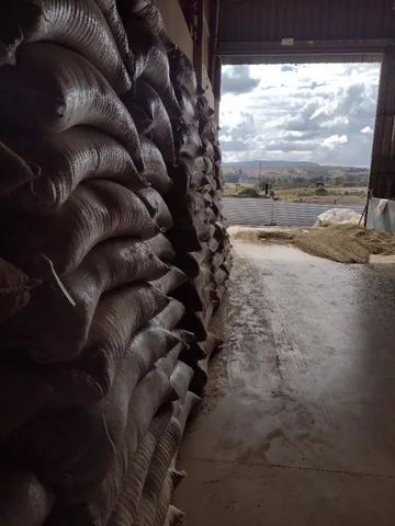Café arábica cru, em pó ou grão  - Foto 3