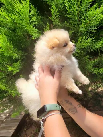 Spitz Alemão anão fêmea - Lulu da Pomerânia - 12x sem juros - envio grátis. - Foto 6