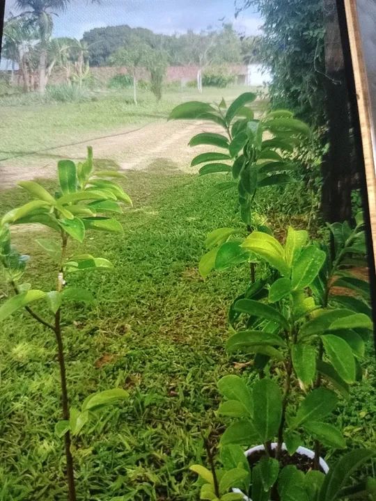 Frutíferas produtivas! Amora, coqueiro anão abacate e mais! - Foto 3
