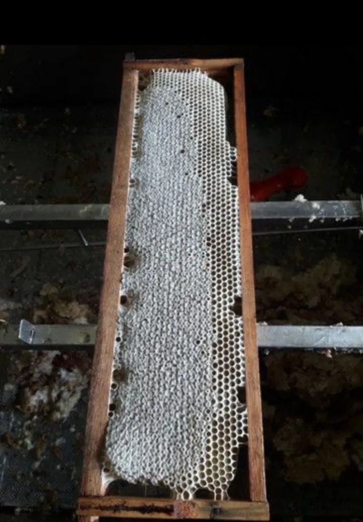 Mel de Abelha Puro R$ 30,00 - Foto 5