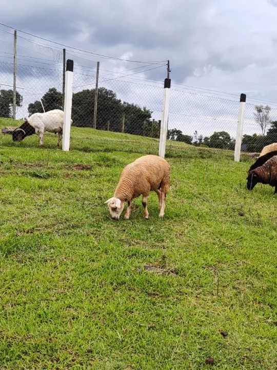 Dois Borregos / Carneiros reprodutores Texel puro - Foto 3