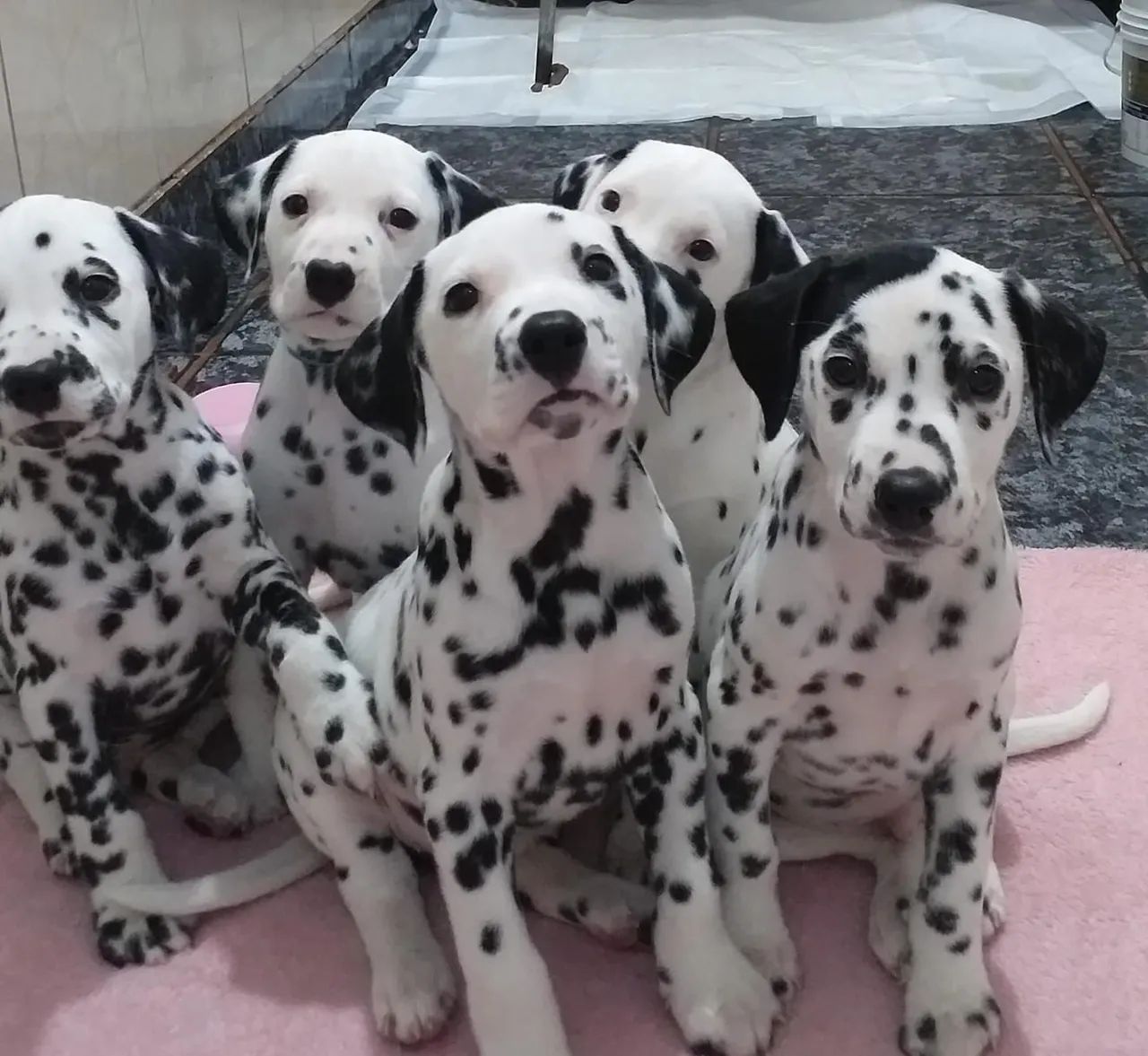 Dalmatian olx fashion