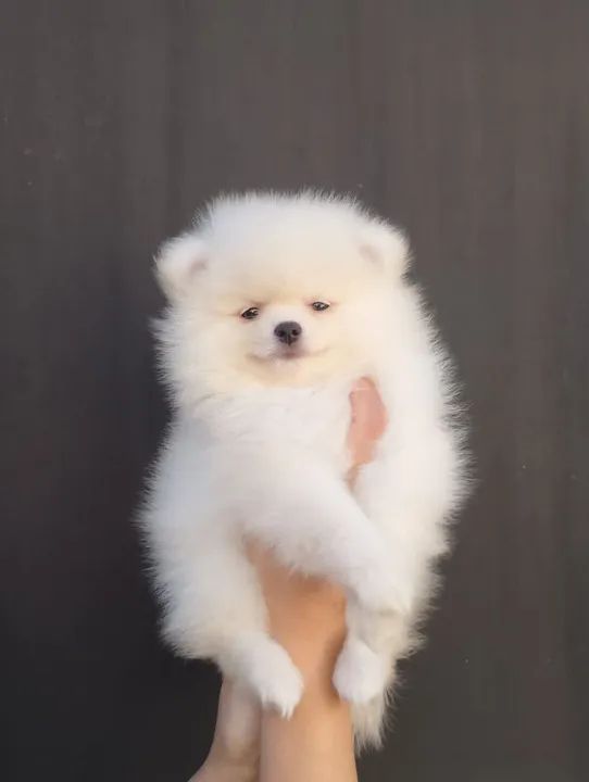 Spitz alemão anão macho / lulu da pomerânia 