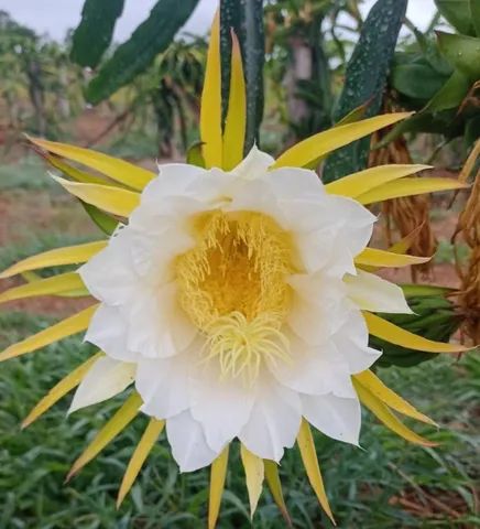 Vendo mudas pitayas vermelha Costa Rica 