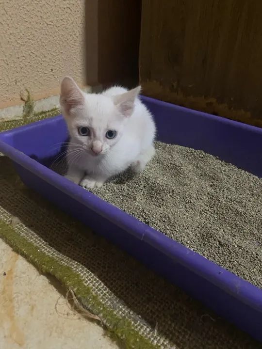 Doação responsável  - Foto 4