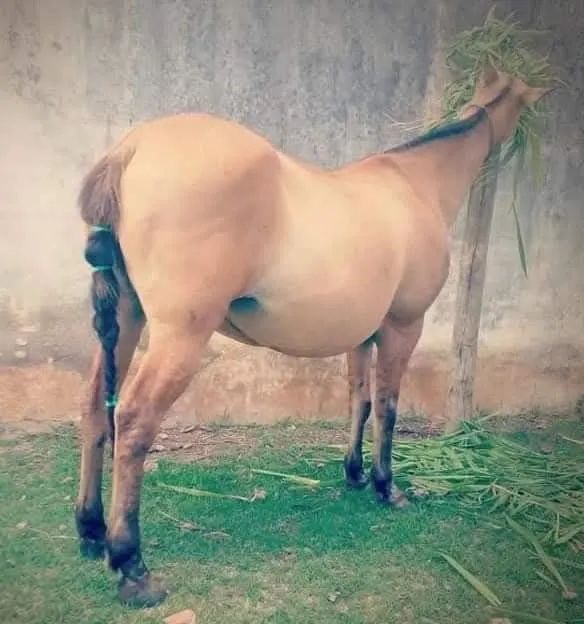 Égua Campolina Prenha Oportunidade/Vantagem!