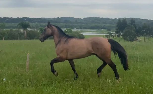 Cavalo Crioulo 7 anos