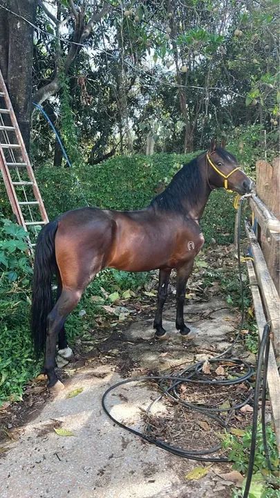 Garanhão Mangalarga Marchador 